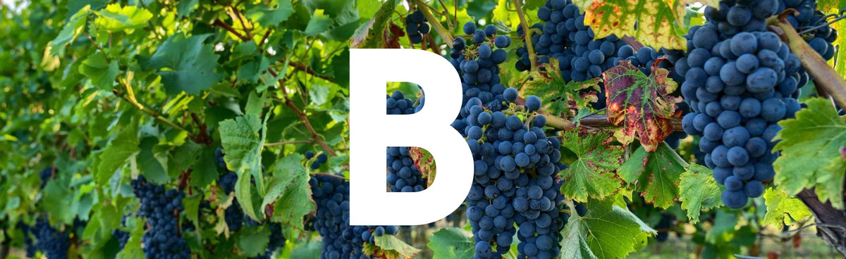 The Ultimate A-Z Of Grapes. B Is For... – The Allotment Wine Company